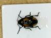 Phyllotreta sp.